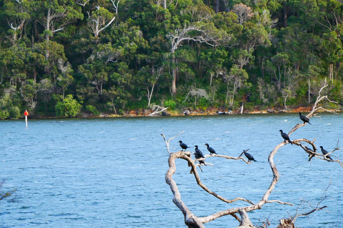 birds perched on a tree trunk leaning over the water of if the inlet with forest in the background