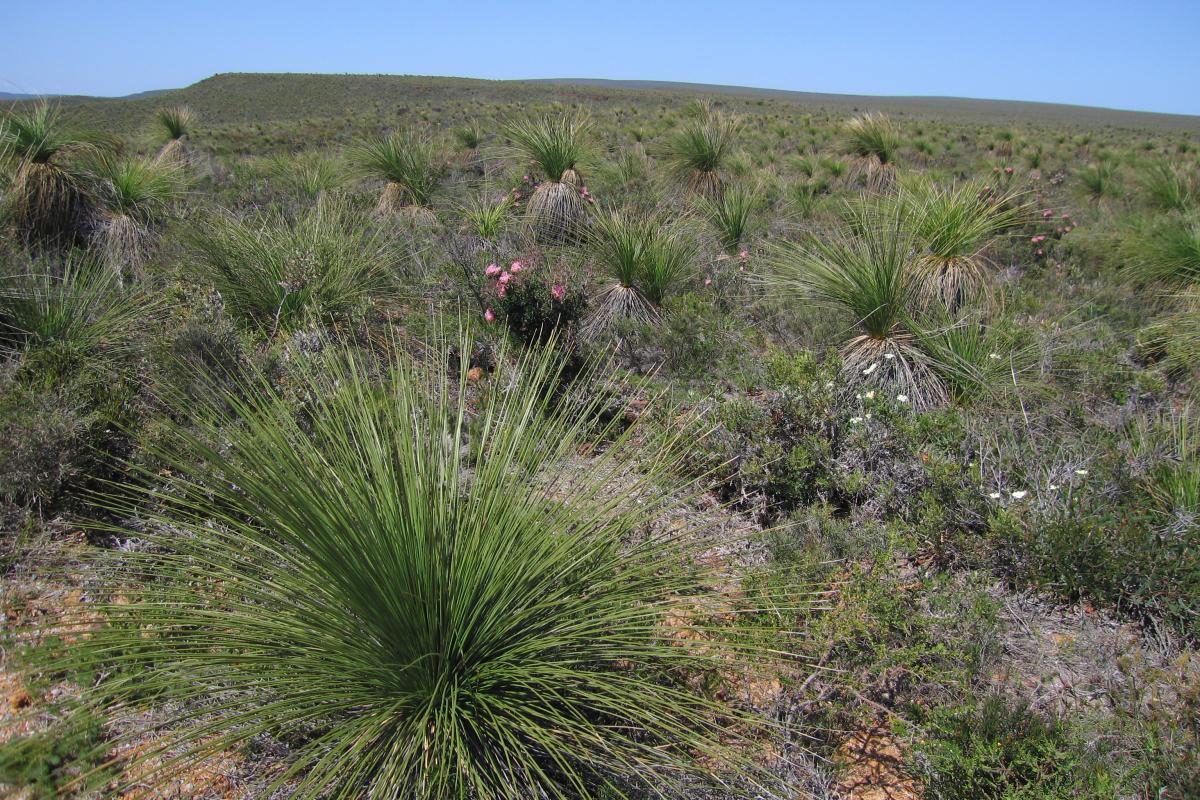 Vast array of wildflowers fill the landscape