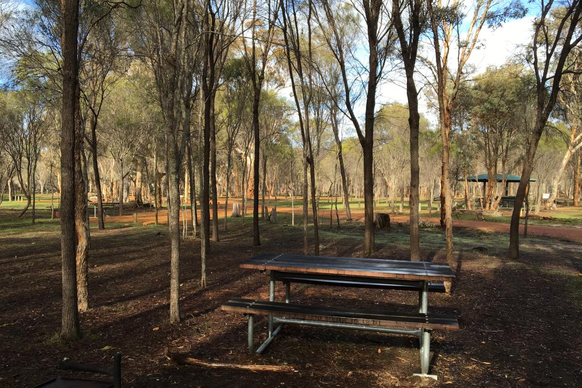 picnic tables and shelter in the sparce woodland in the congelin campground