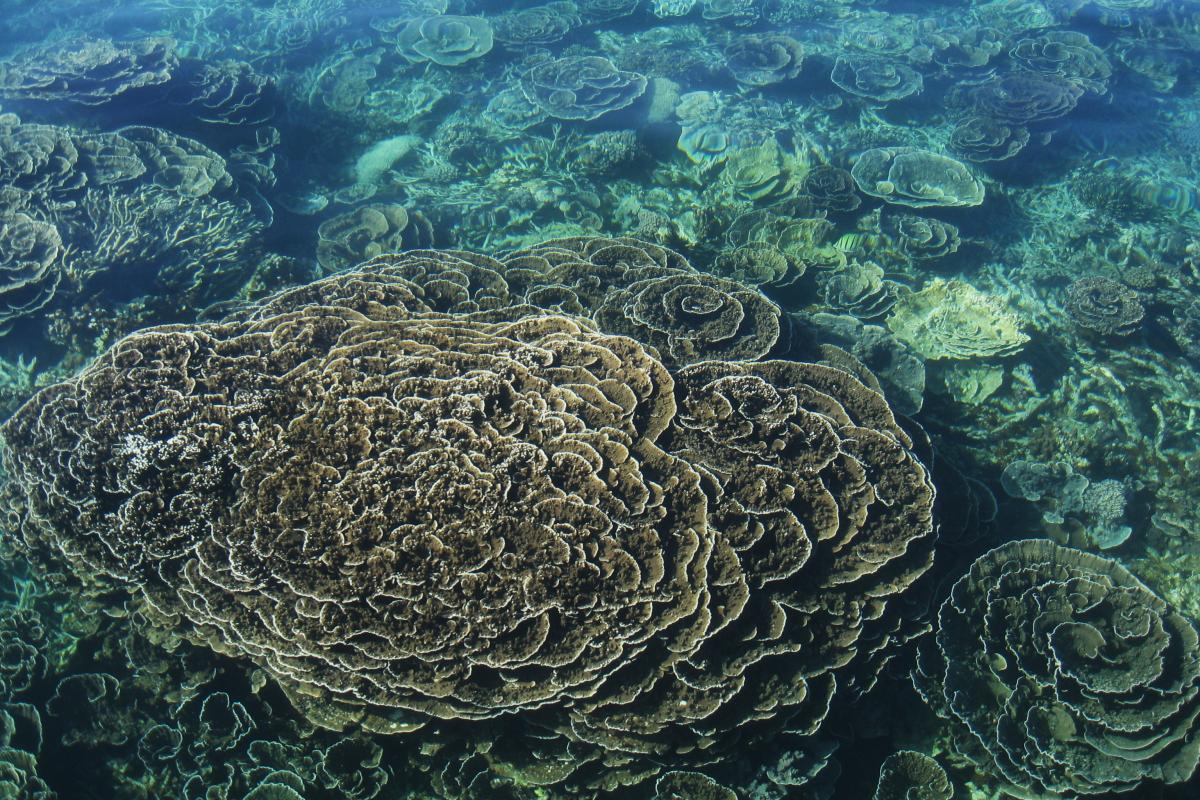 Coral in abundance