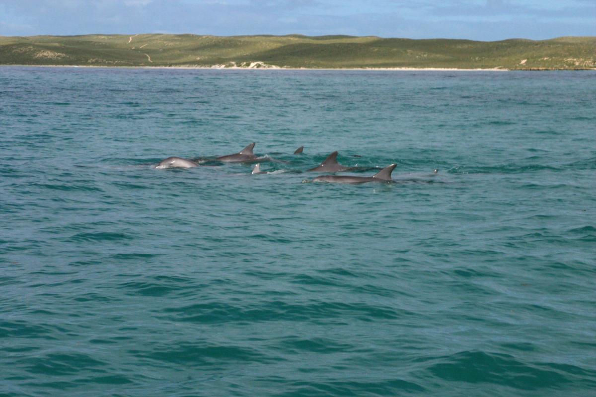 A pod of dolphins swimming in clear green water near Dirk Hartog Island