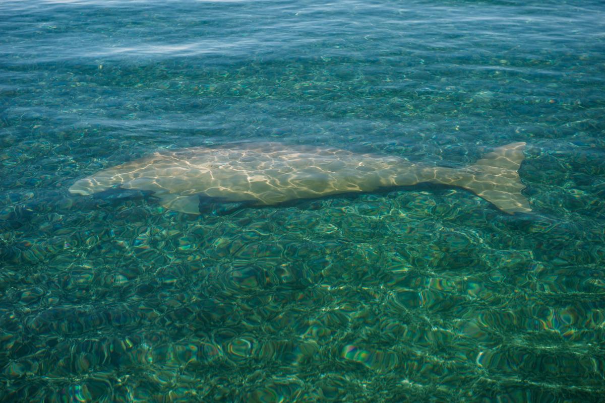 View of dugong resting under clear green water at Dirk Hartog Island