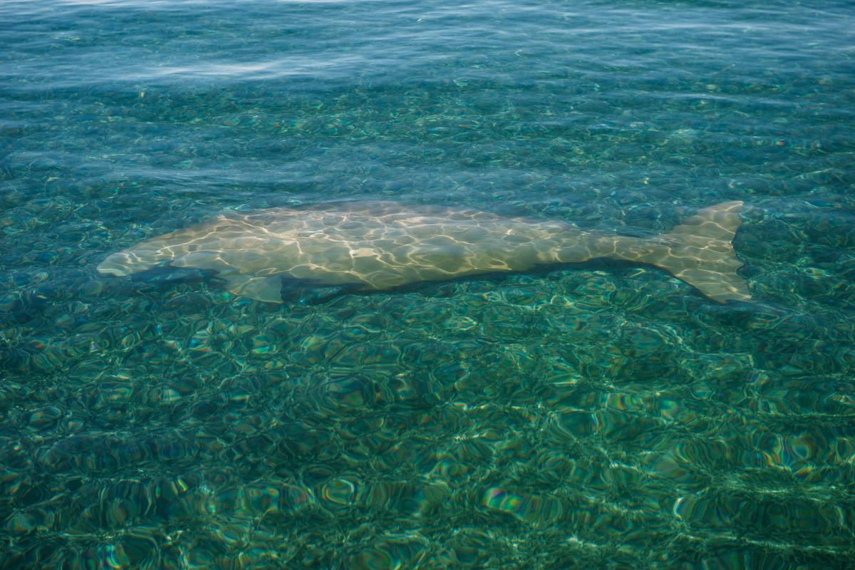 Dugong at Dirk Hartog Island National Park View of dugong resting under clear green water at Dirk Hartog Island