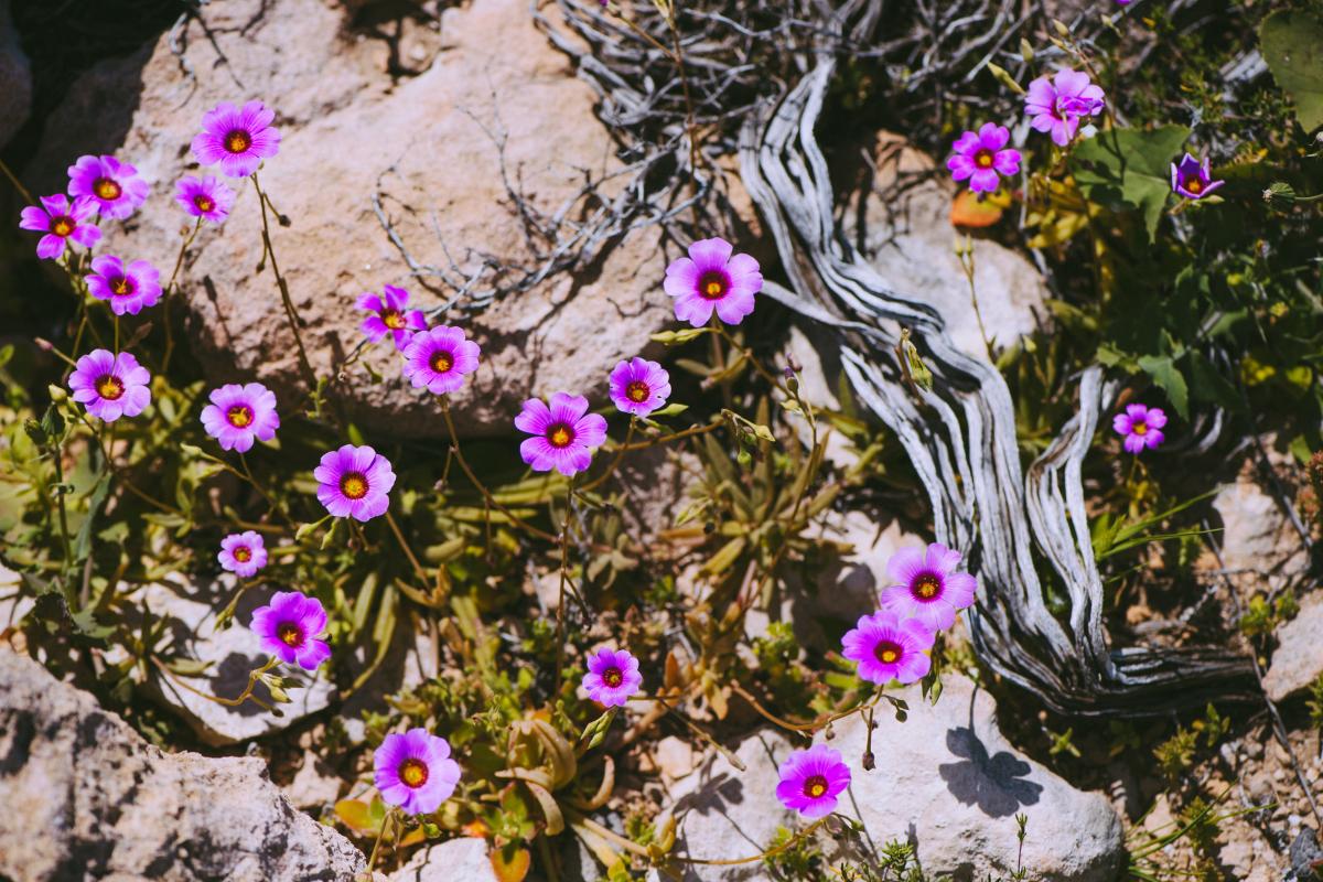 Small purple flowers on Dirk Hartog Island