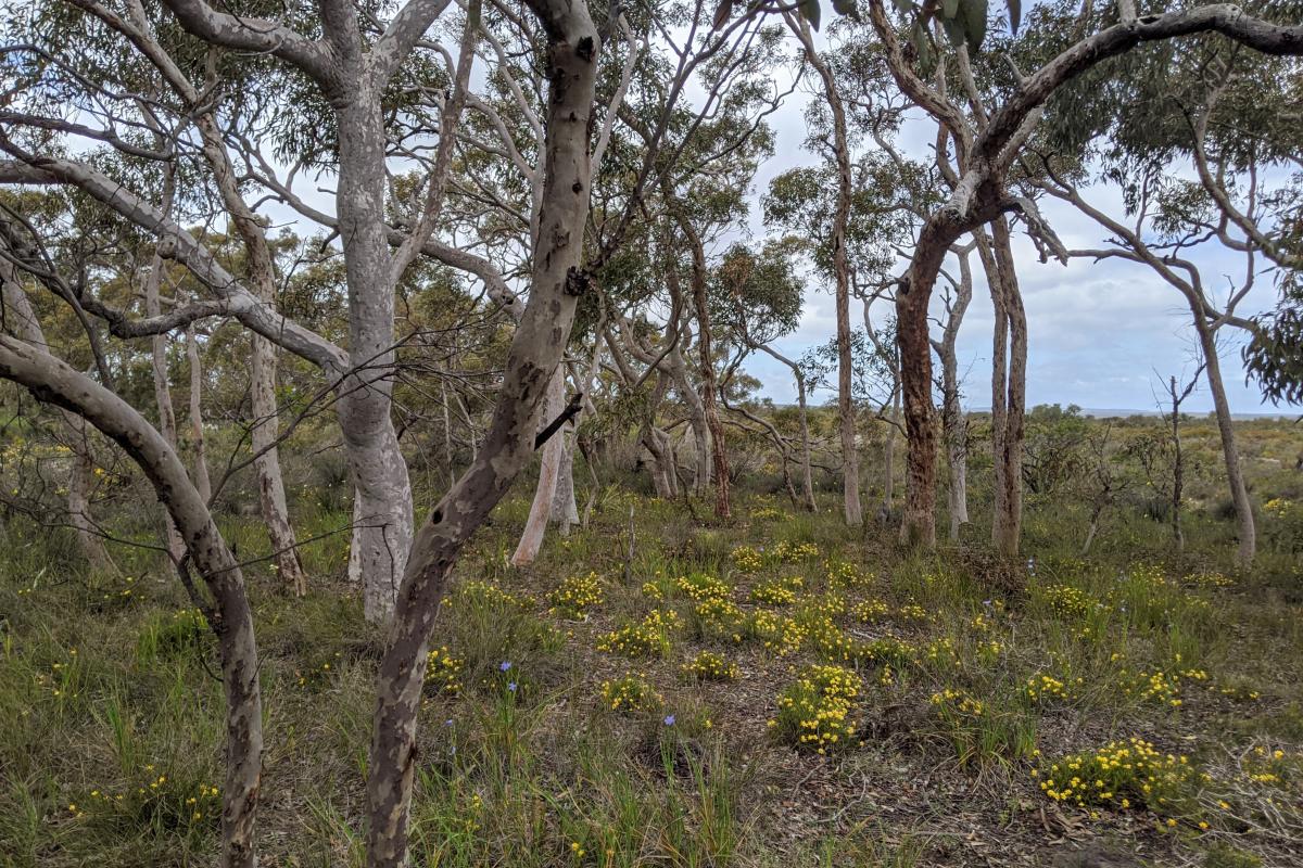 Trees and wildflowers at Drummond Reserve in Badgingarra National Park