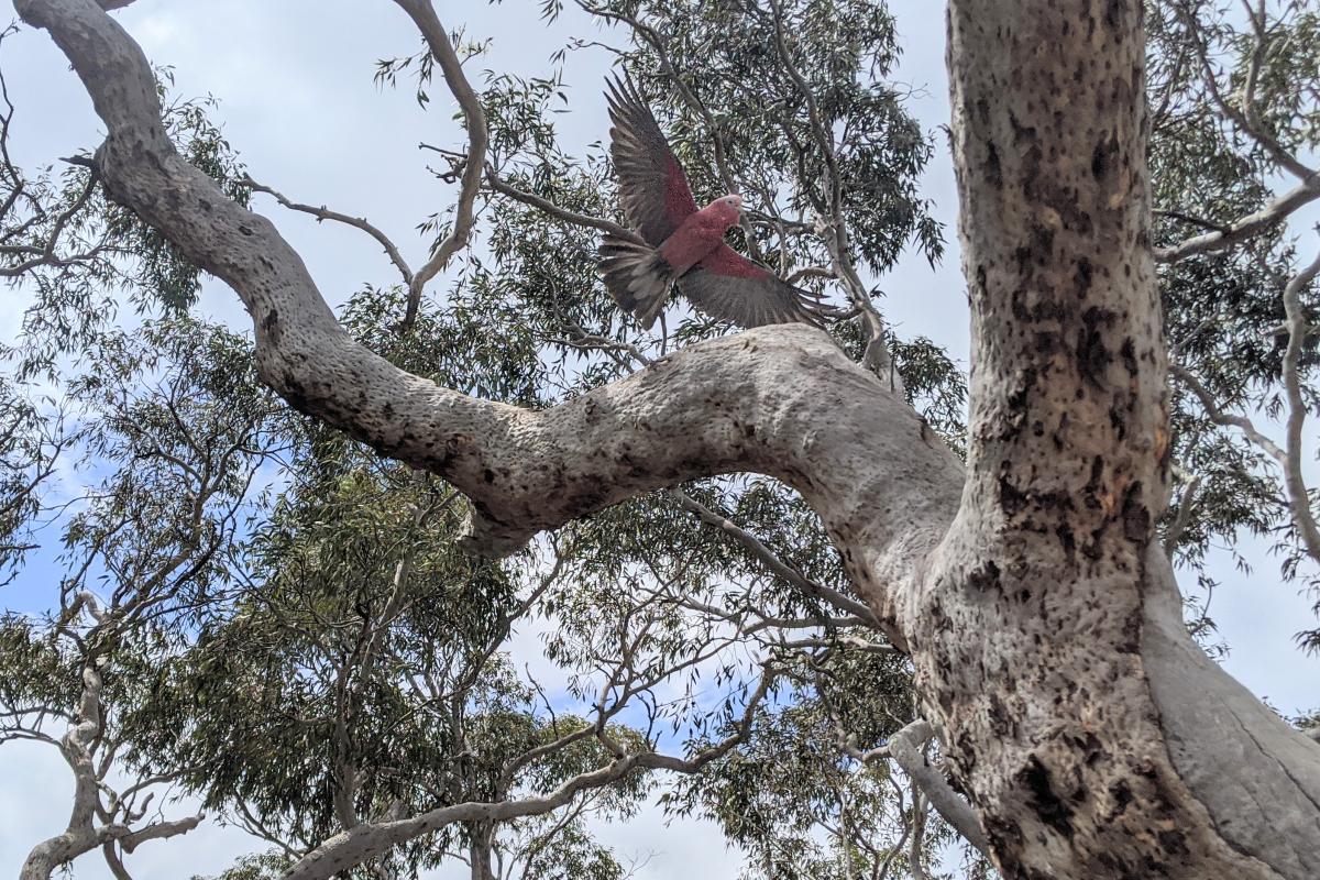 Galah taking flight from a Wandoo tree in Badgingarra National Park