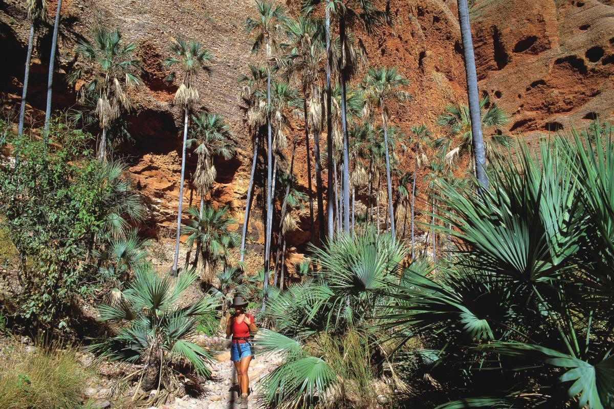 Walking on a dirt track amongst the palm trees in Echidna Chasm.
