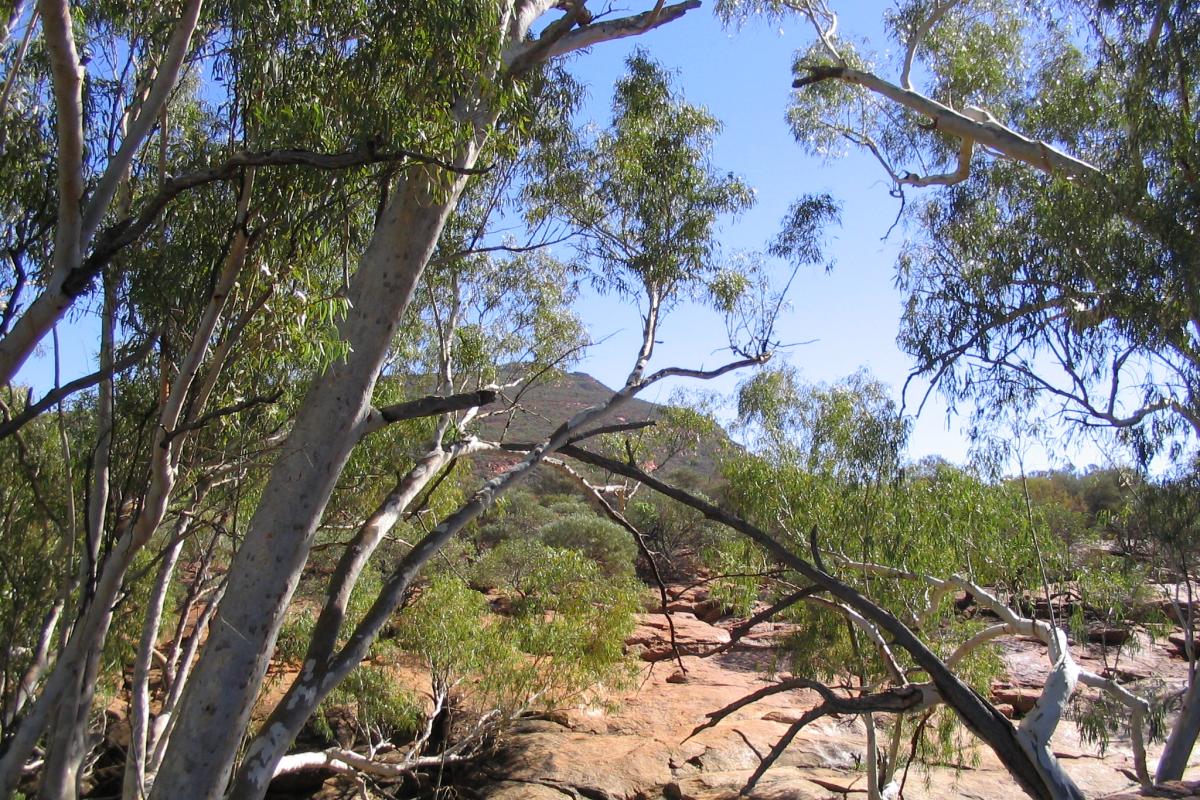 Edney Springs - Ooramboo, Mount Augustus National Park Shady river gums along a boulder strewn gully with view of the lookout.