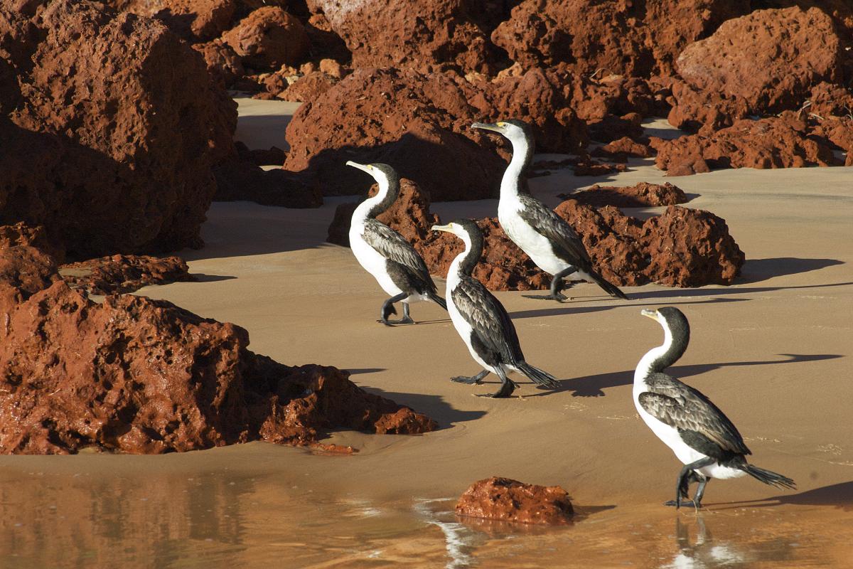 Black and white cormorants standing on a beach