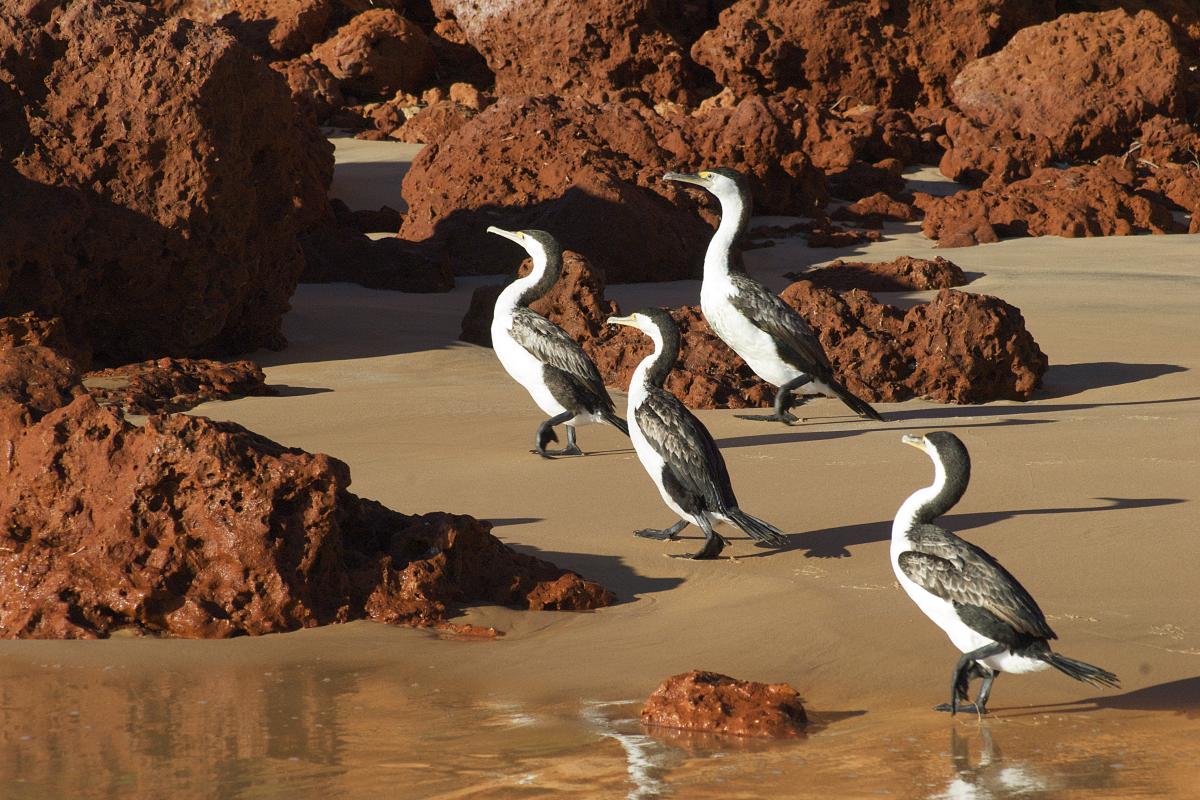 Cormorants Black and white cormorants standing on a beach