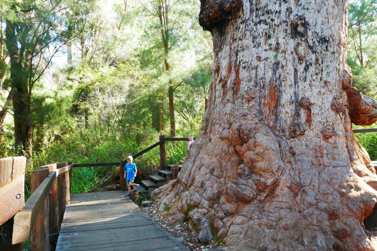 a child on the wooden decked boardwalk around a giant tingle tree