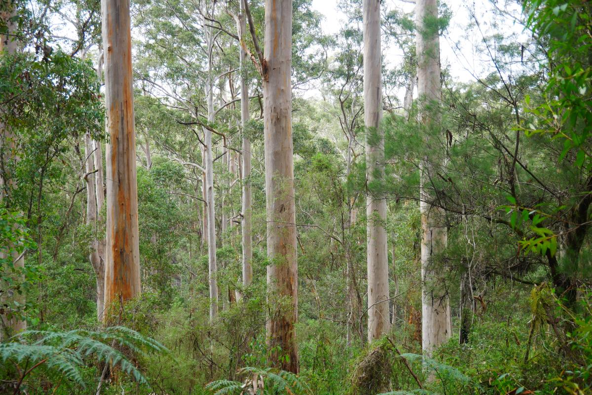 Forest of tall green trees