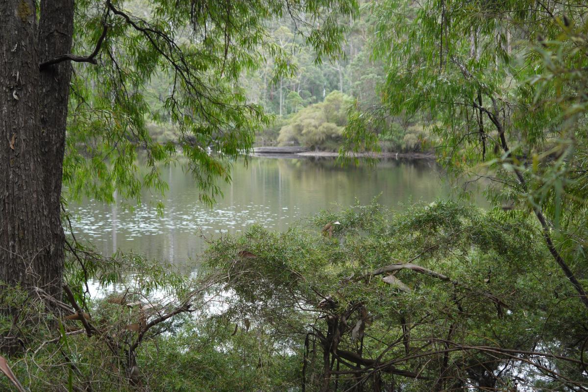 View of river running through lush green vegetation