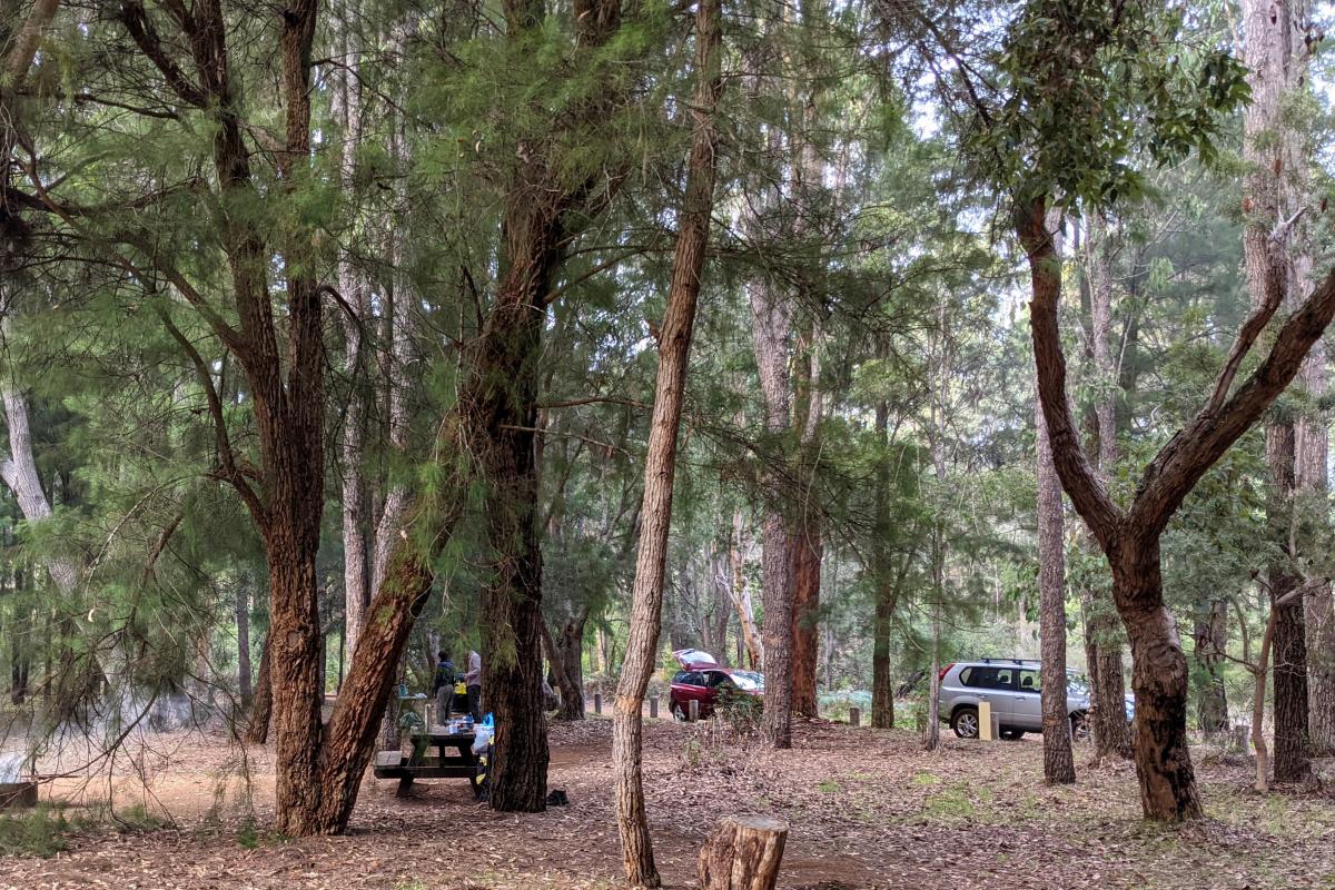 Camping under shady trees at Greens Island Campground near One Tree Bridge