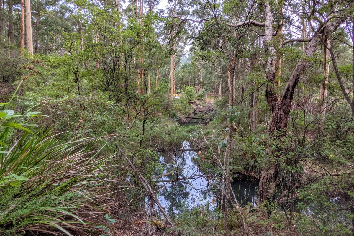 Donnelly River and karri forest at Greens Island Campground