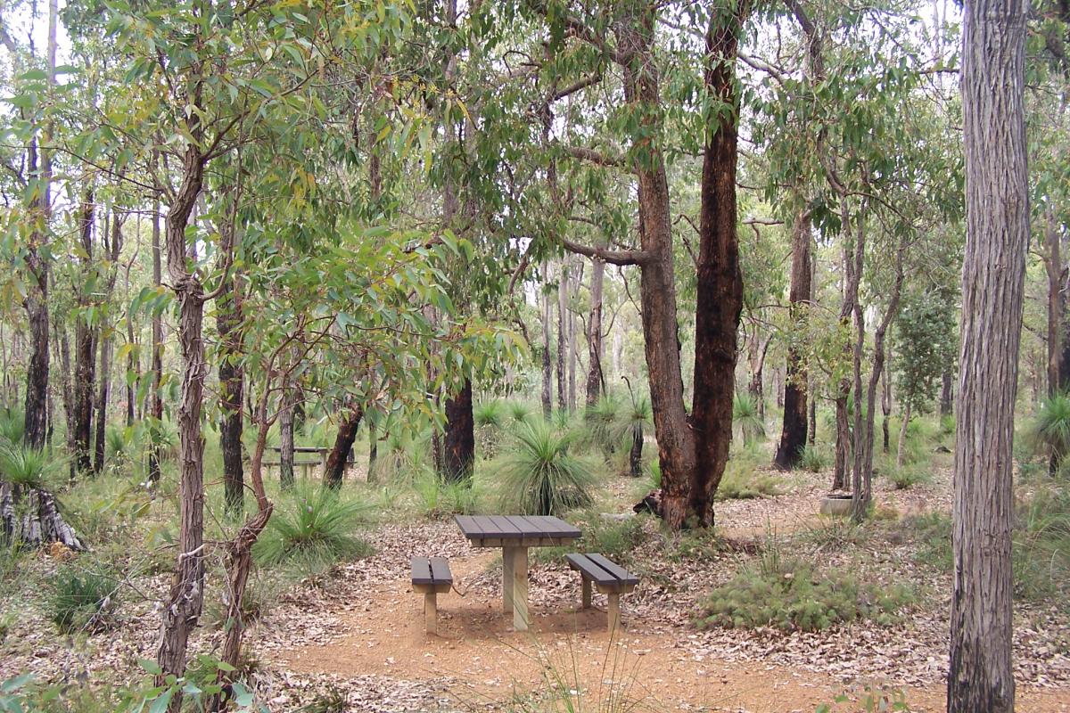 natural bush setting with picnic tables