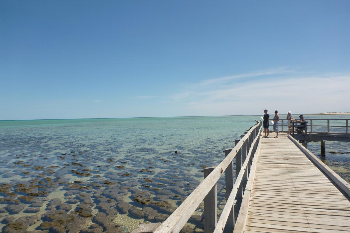Clearly visible stromatolites under and around the boardwalk out over the water.