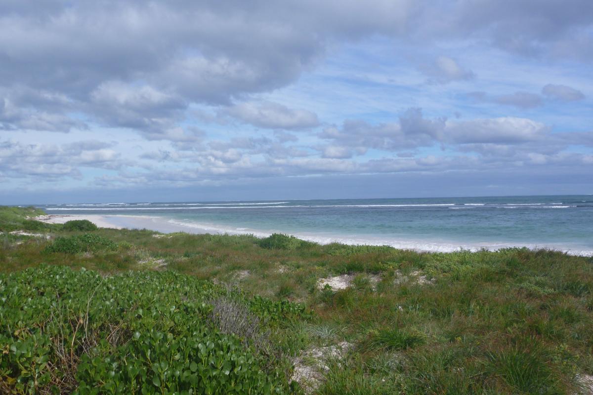 thick coastal heath with the beach and ocean of hangover bay in the distance