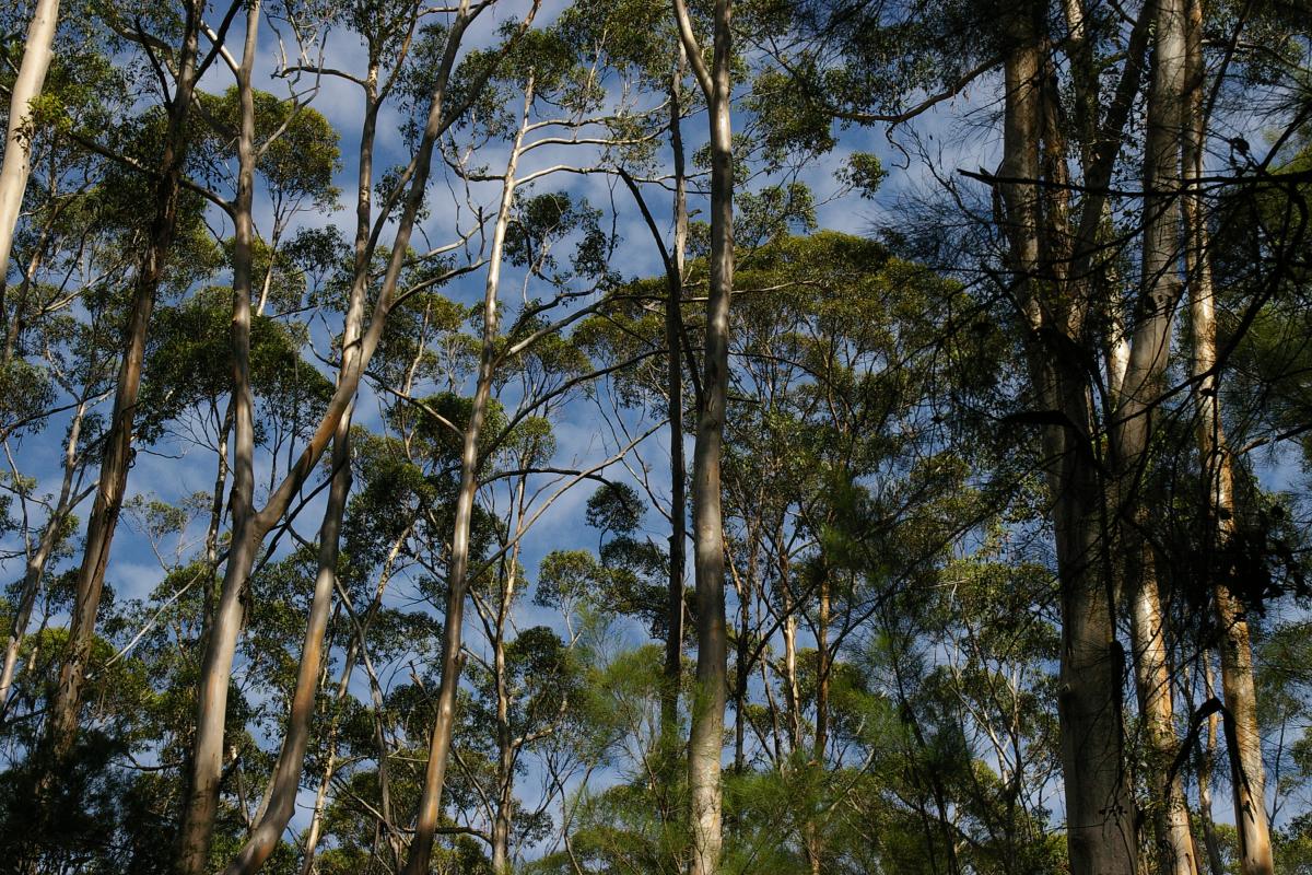 tall karri trees with the blue sky above the canopies