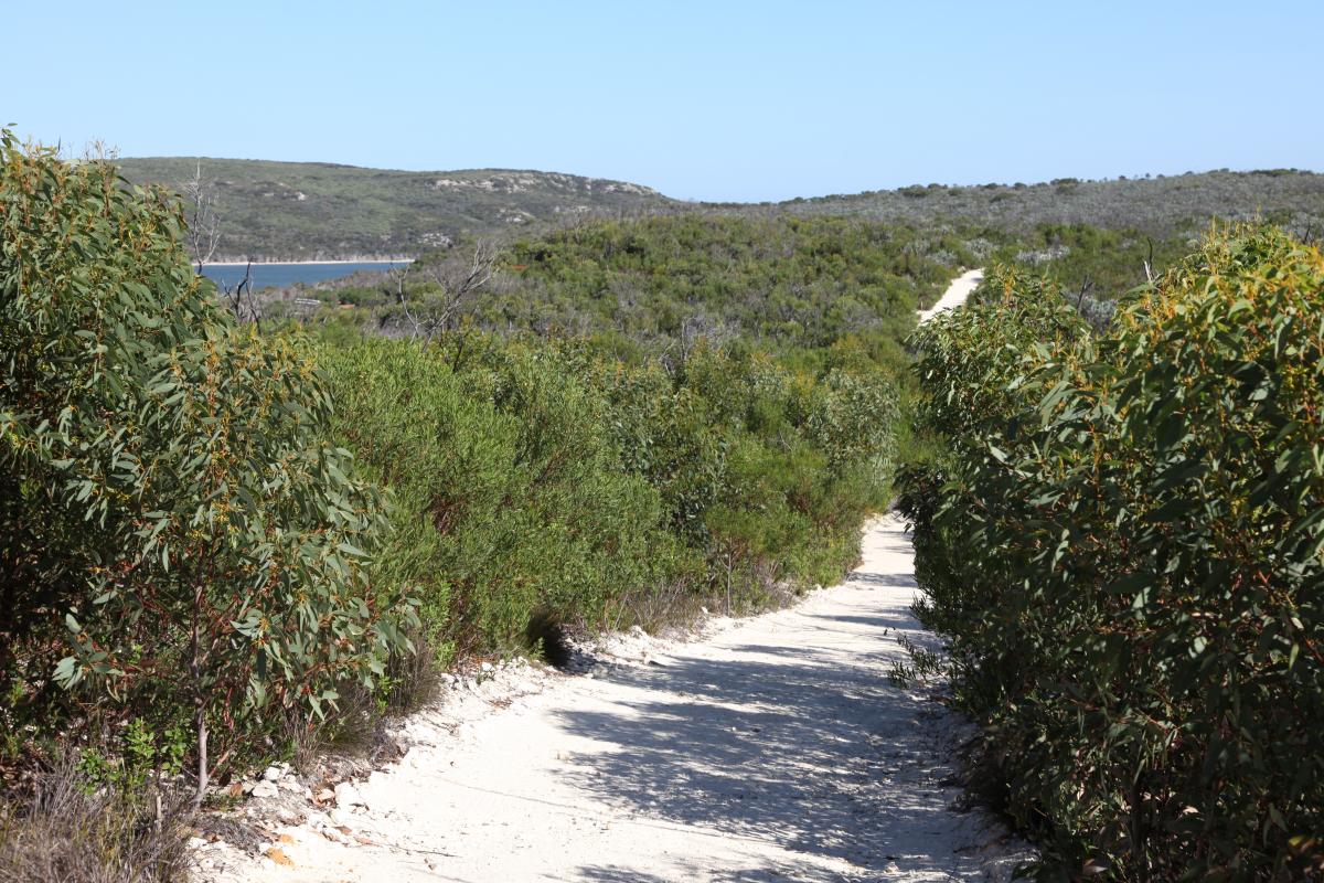 Wide compacted trail winding through the vegetation with coastline nearby.