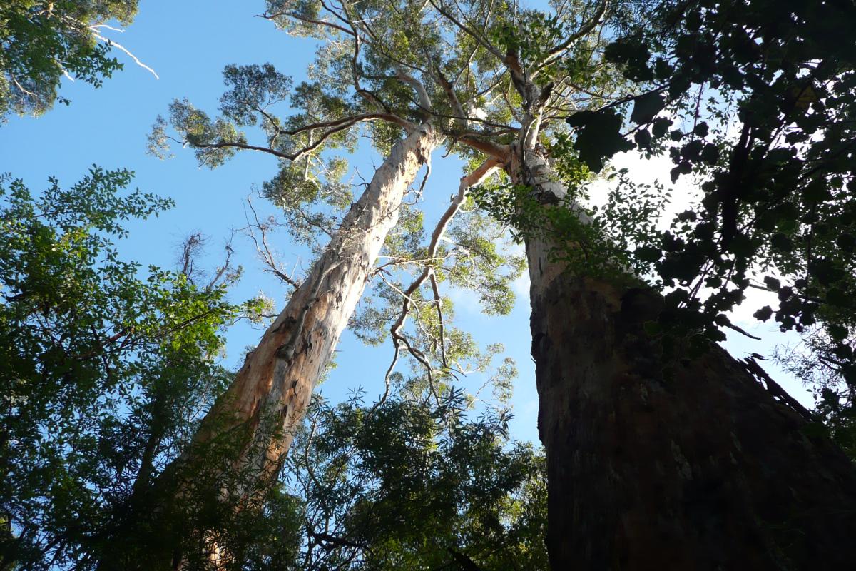 from the base of the tall trees you will follow a trunk up to the canopy with a blue sky as the background