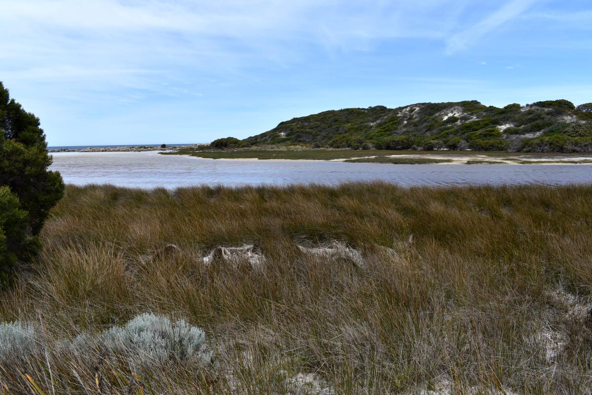 salt marshes in the foreground and then Jorndee creek in the background
