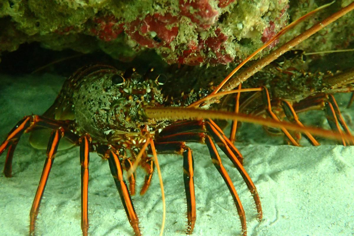western rock lobster nestled under a rock on the floor of the ocean