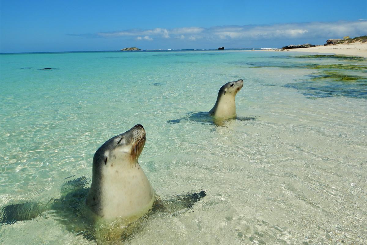 seals resting in the shallow waters of the marine park