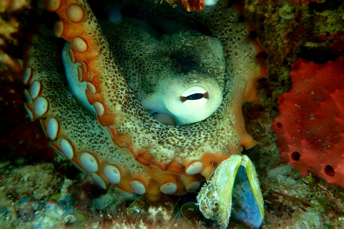 Colourful image of octopus 