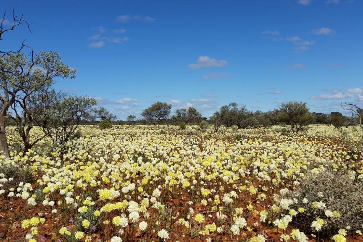 yellow wildflowers fill the flat landscape with clear blue skies