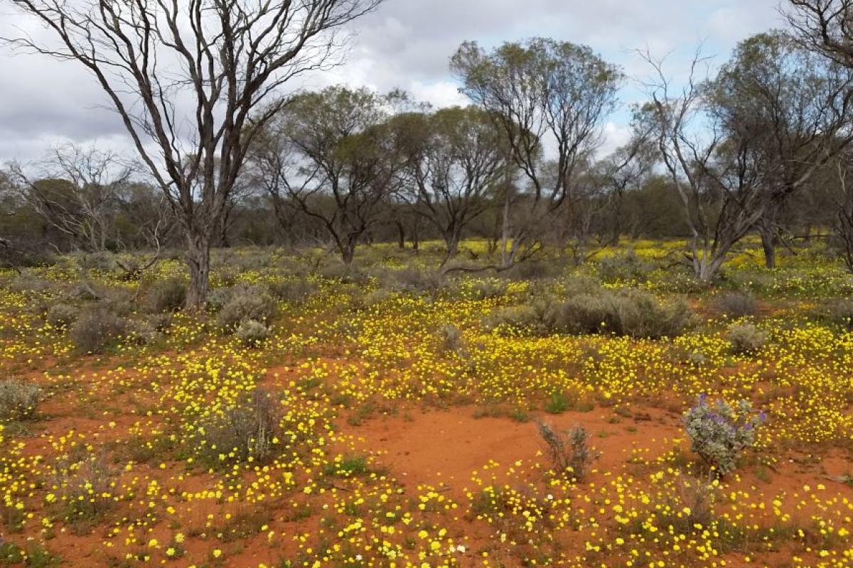 yellow wildflowers fill the flat landscape and trees in the background