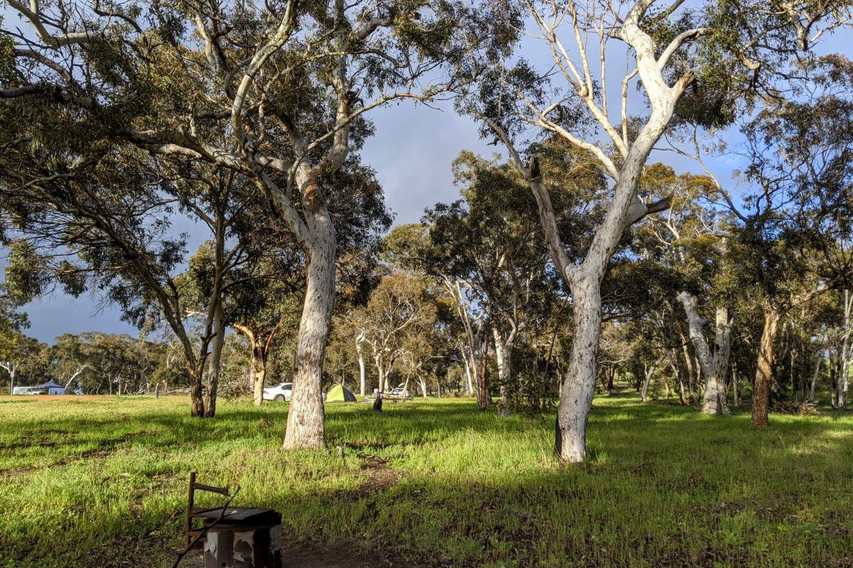 Grassy clearing with Wandoo trees and tents in the distance at Karda Campground