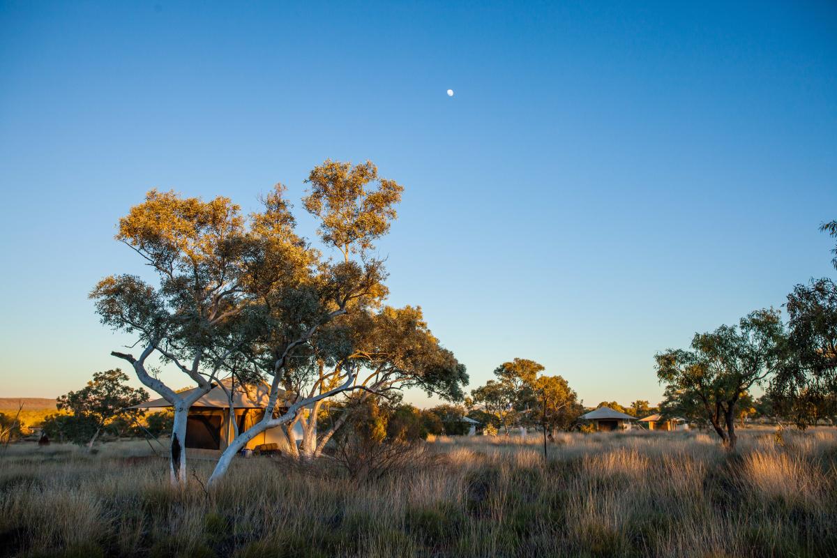 View of glamping tent near trees