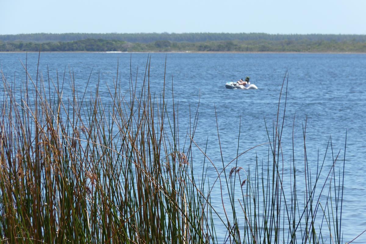 reeds in front of a blue lake