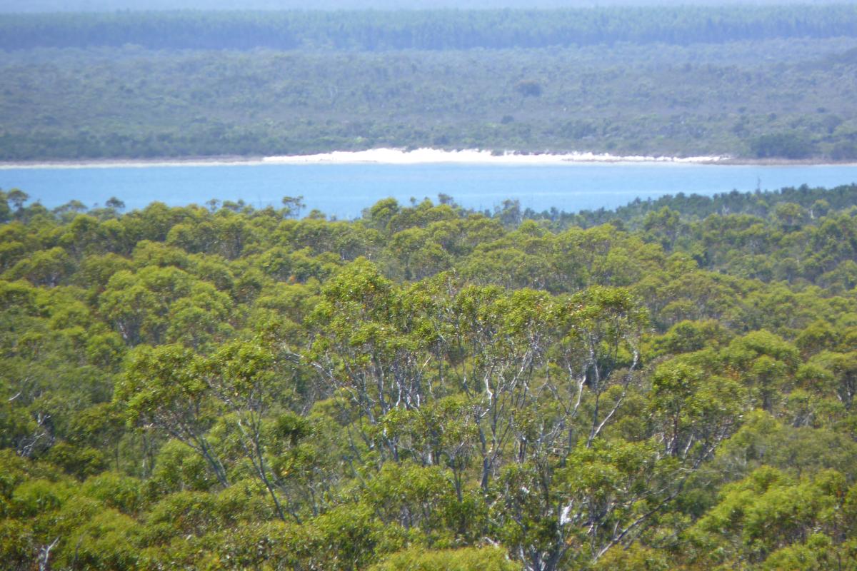 dense green vegetation with blue lake and more vegetation in the background