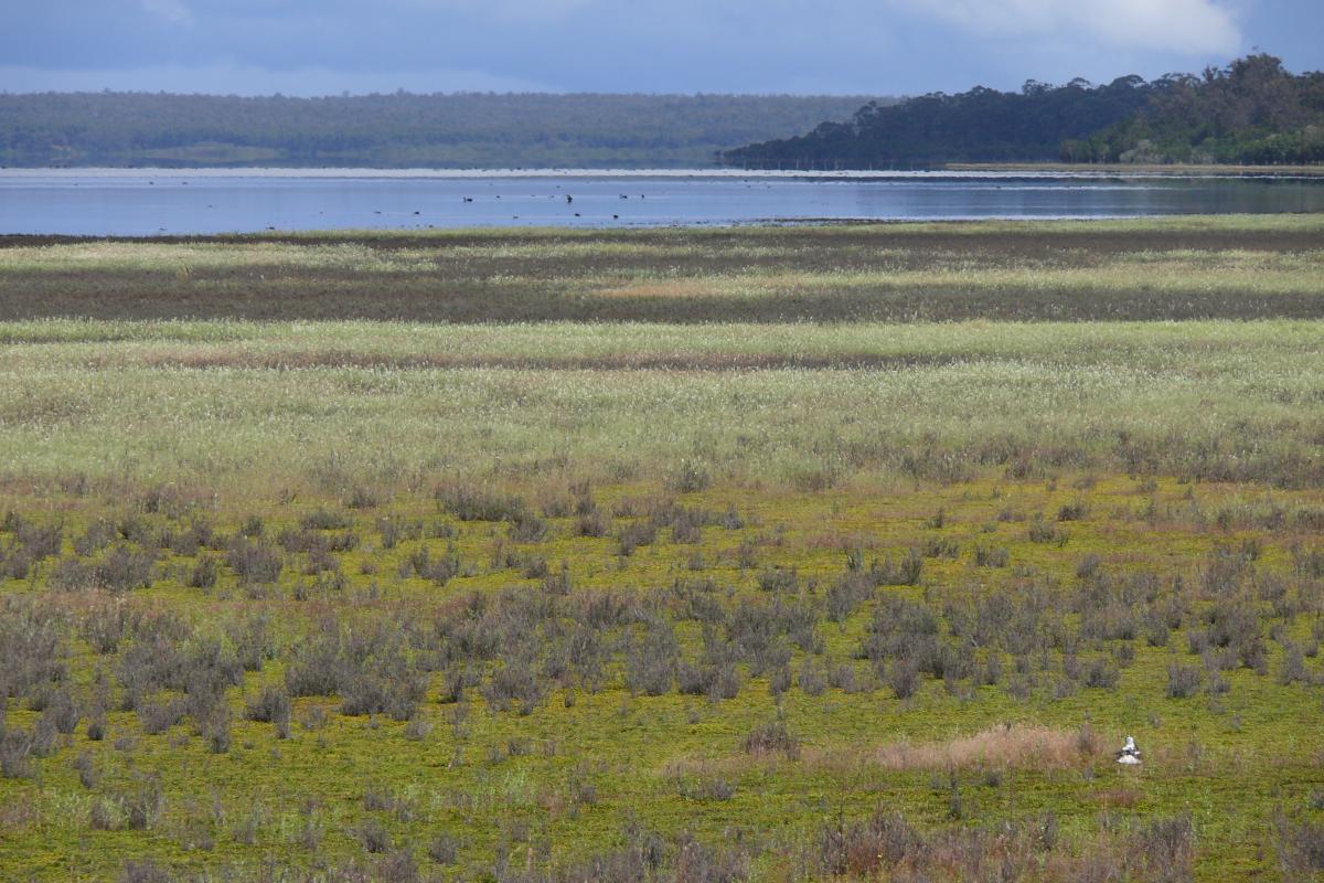 View of lake with vegetation and birds flying above