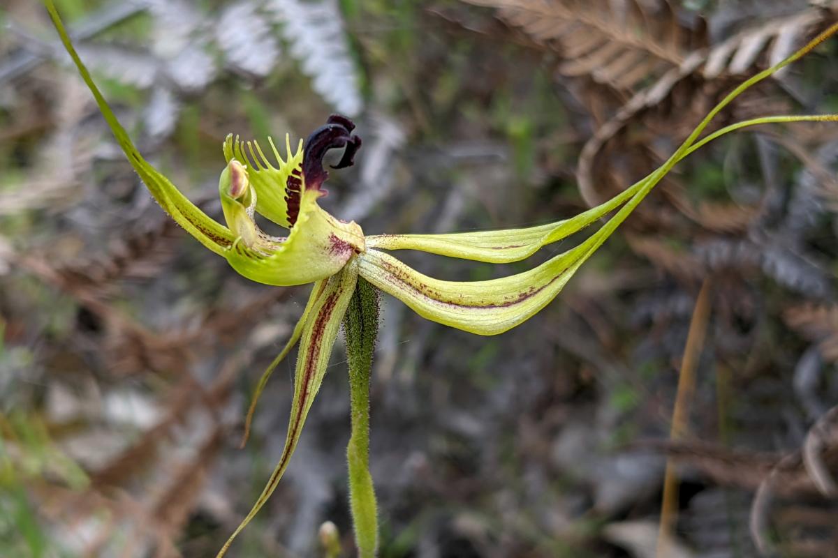 Orchid Orchid