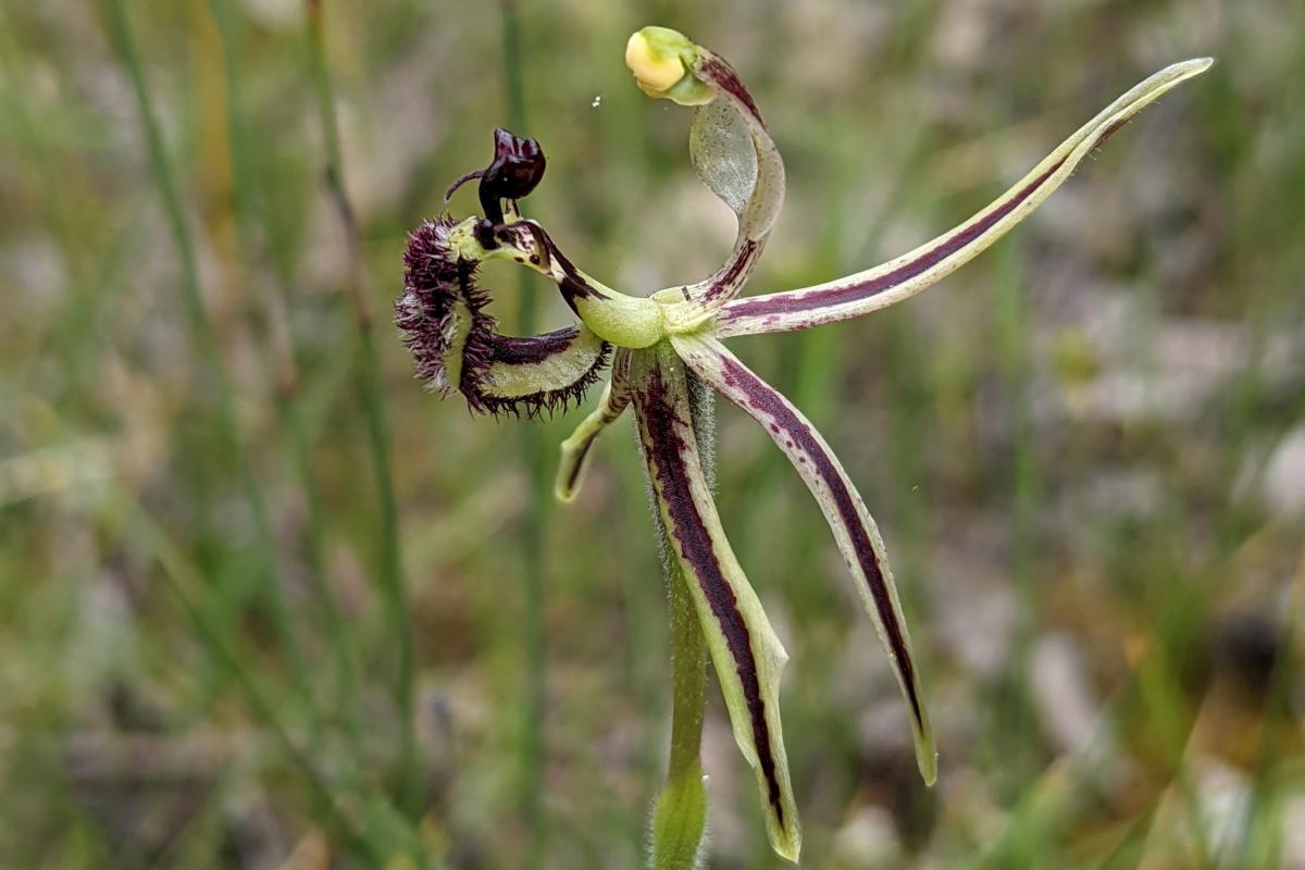 Dragon Orchid Dragon Orchid