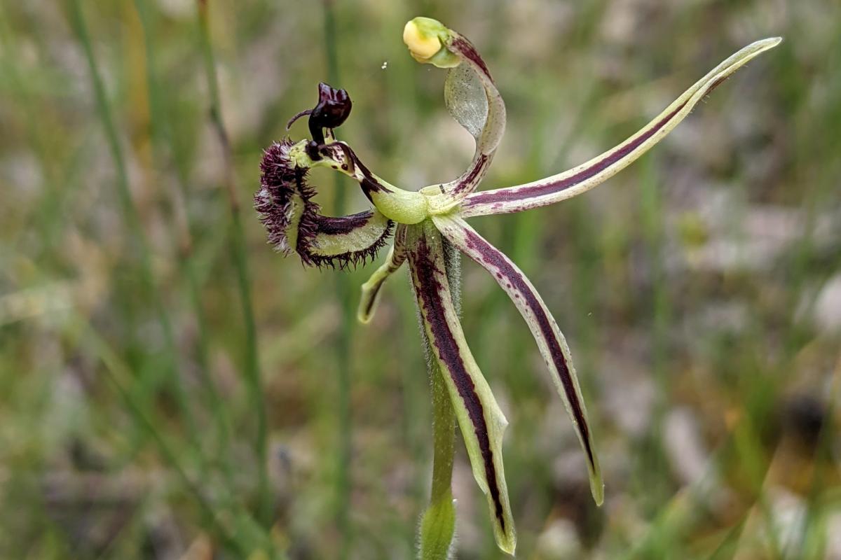 Dragon Orchid