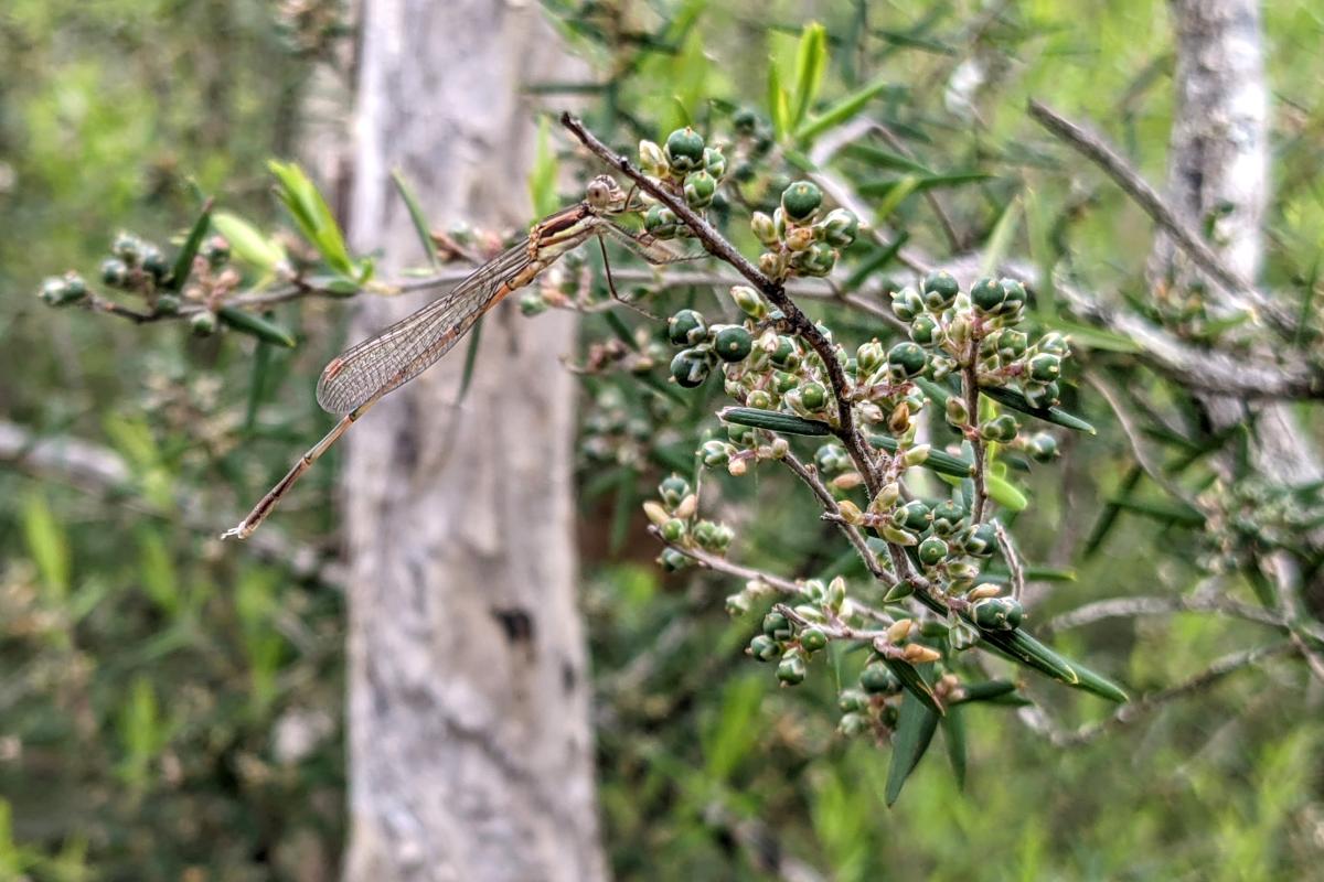 Damselfly at Lake Muir Nature Reserve