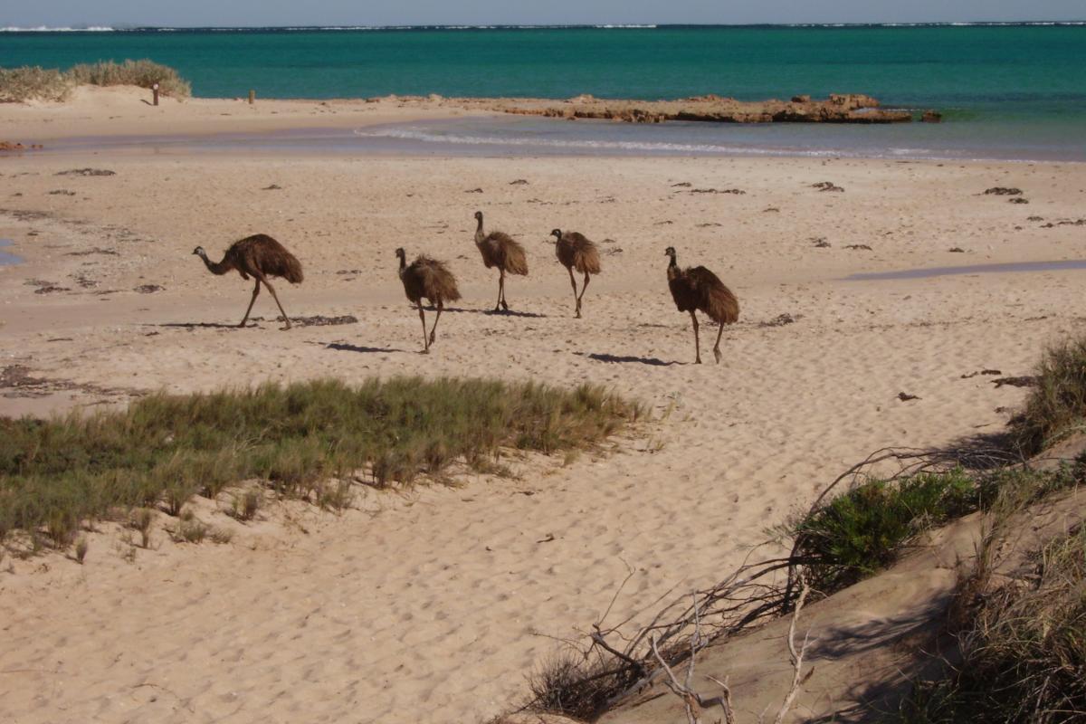 Five emus walking along the sand near the water