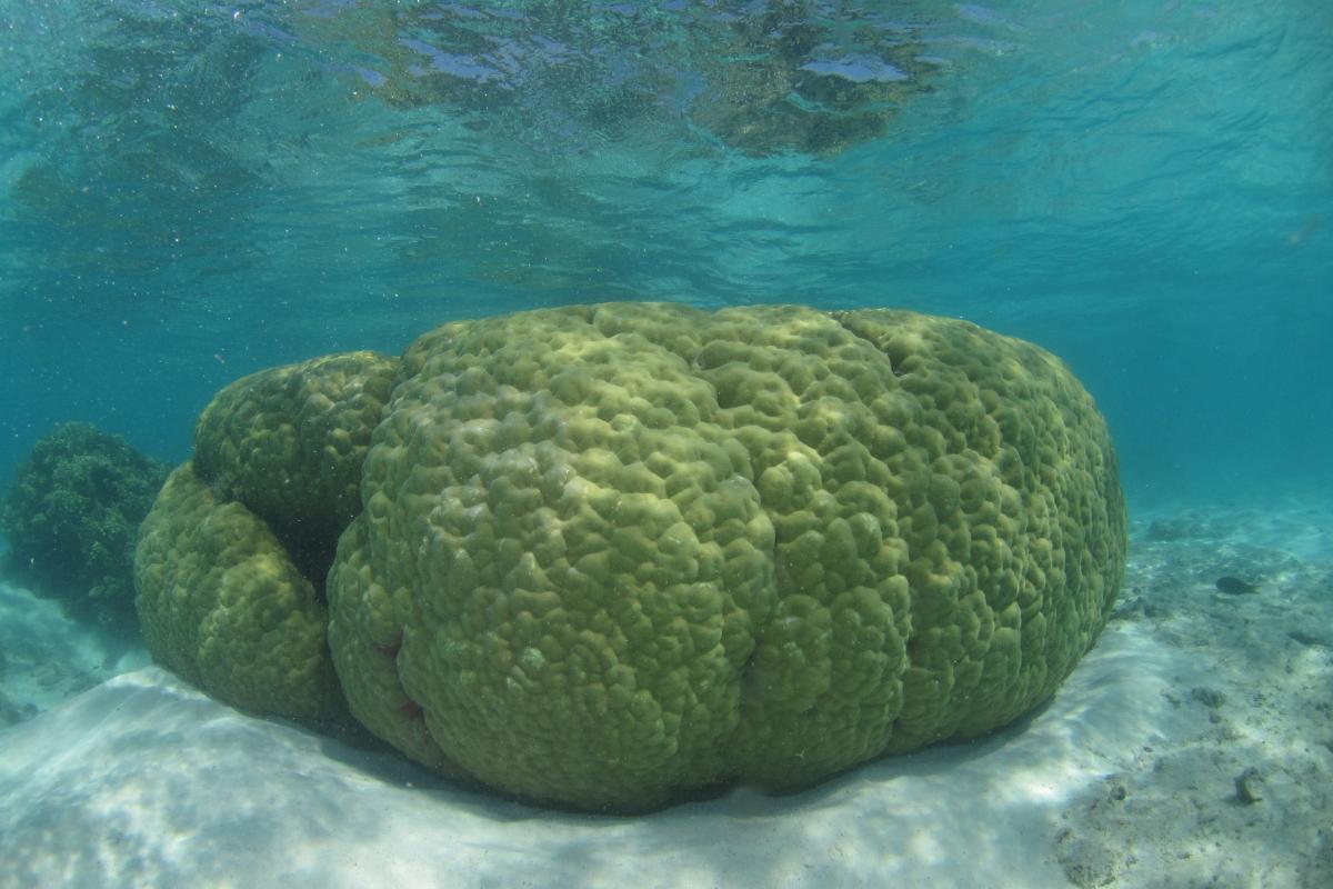 Coral bombie underwater 
