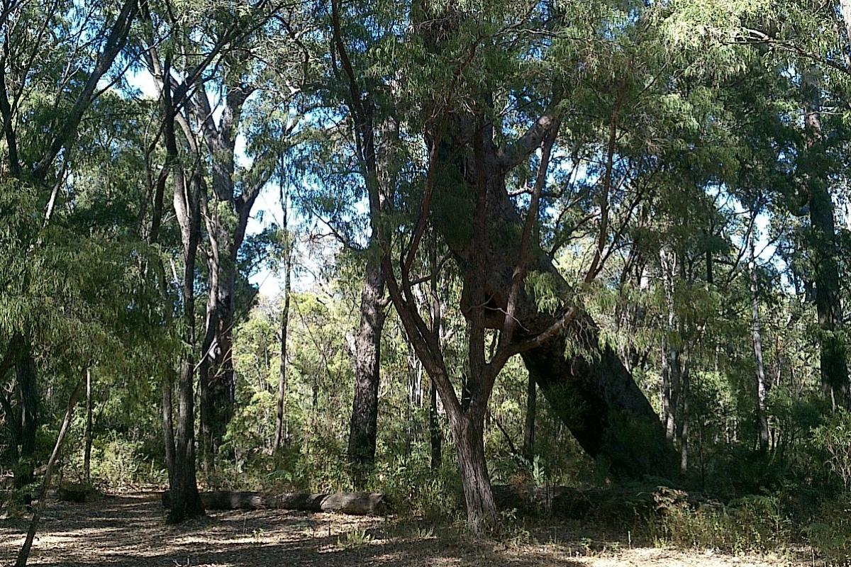 leaning marri among other trees