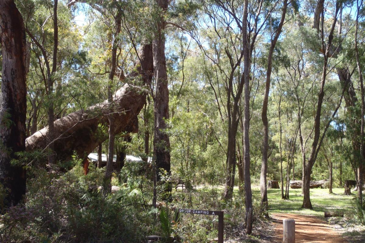 leaning marri among other trees