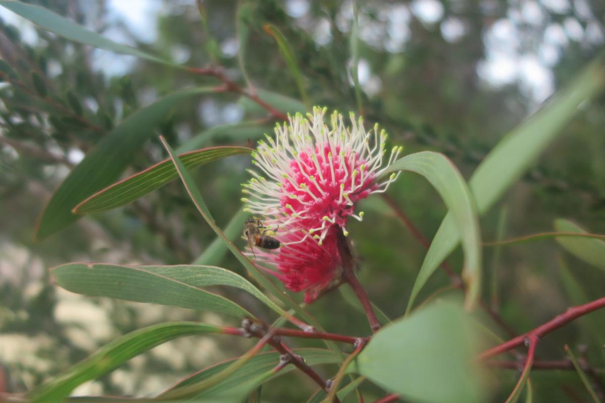 Len Otte Nature Trail, Cape Arid National Park Bright pink flower of the pincushion hakea are in bloom.