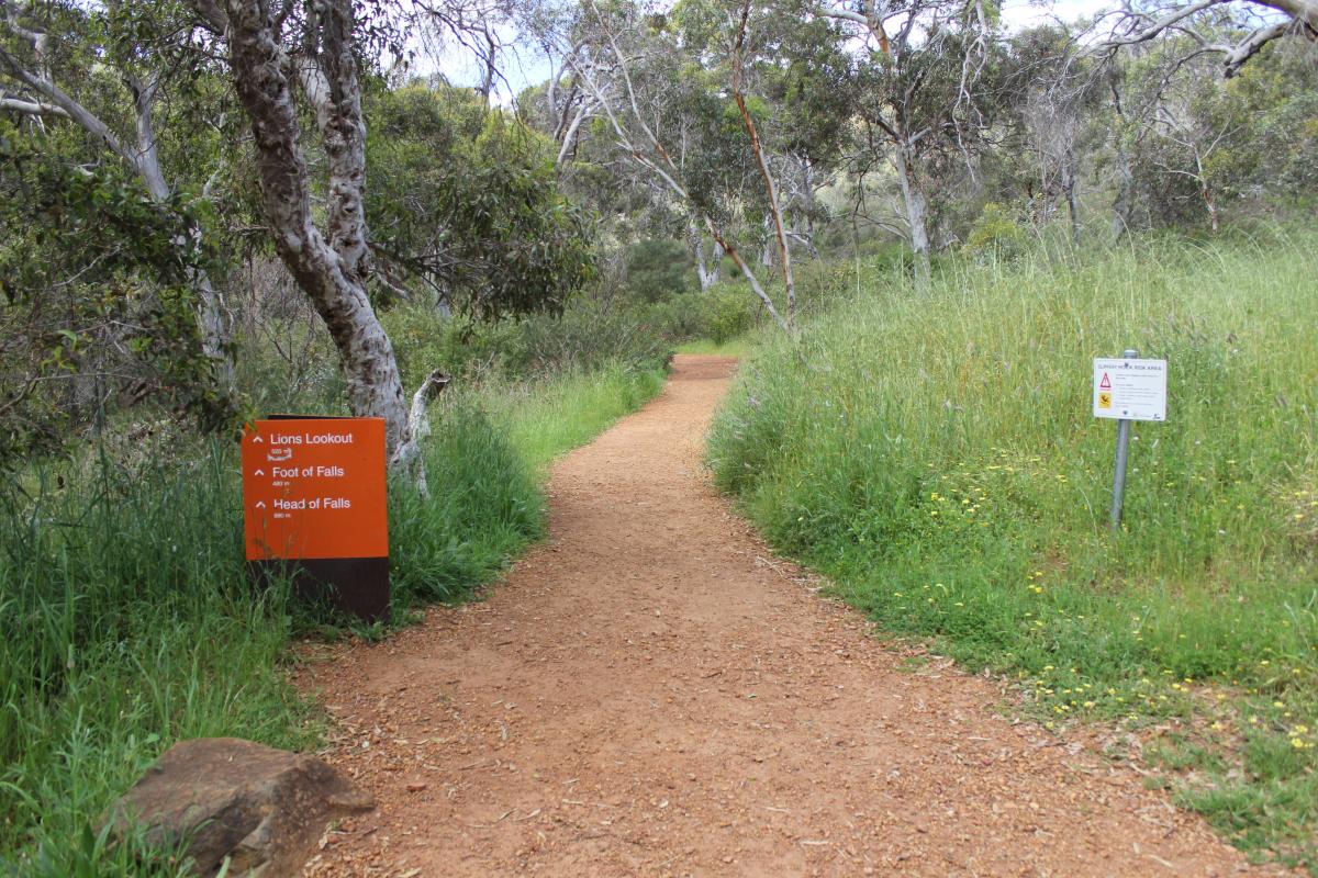 trail with green grass on both sides and the bush ahead