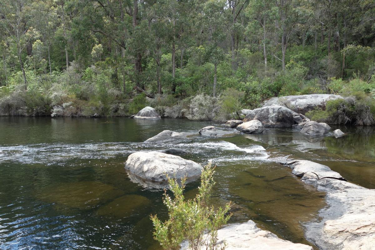 clear river water flowing over a rock bar with a forest in the background