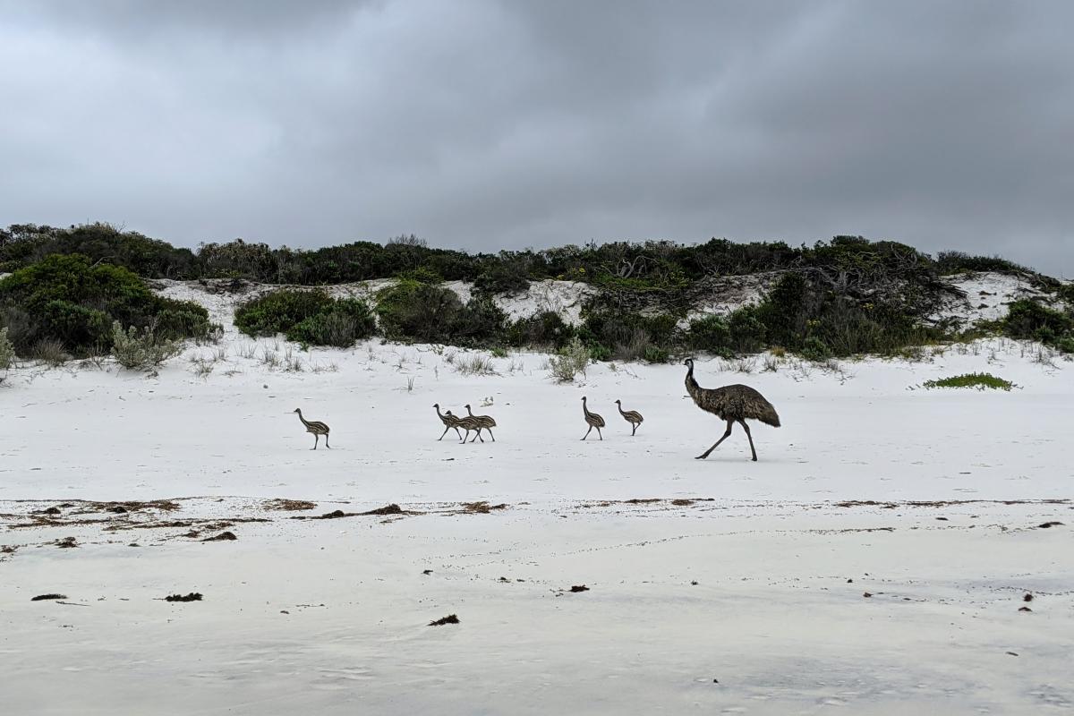 Emu family running along the white sand beach of Little Tagon Bay in Cape Arid National Park