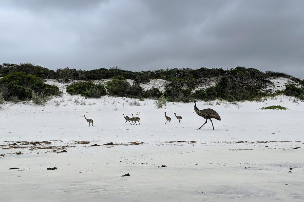 Emu family running along the white sand beach of Little Tagon Bay in Cape Arid National Park Emu family running along the white sand beach of Little Tagon Bay in Cape Arid National Park