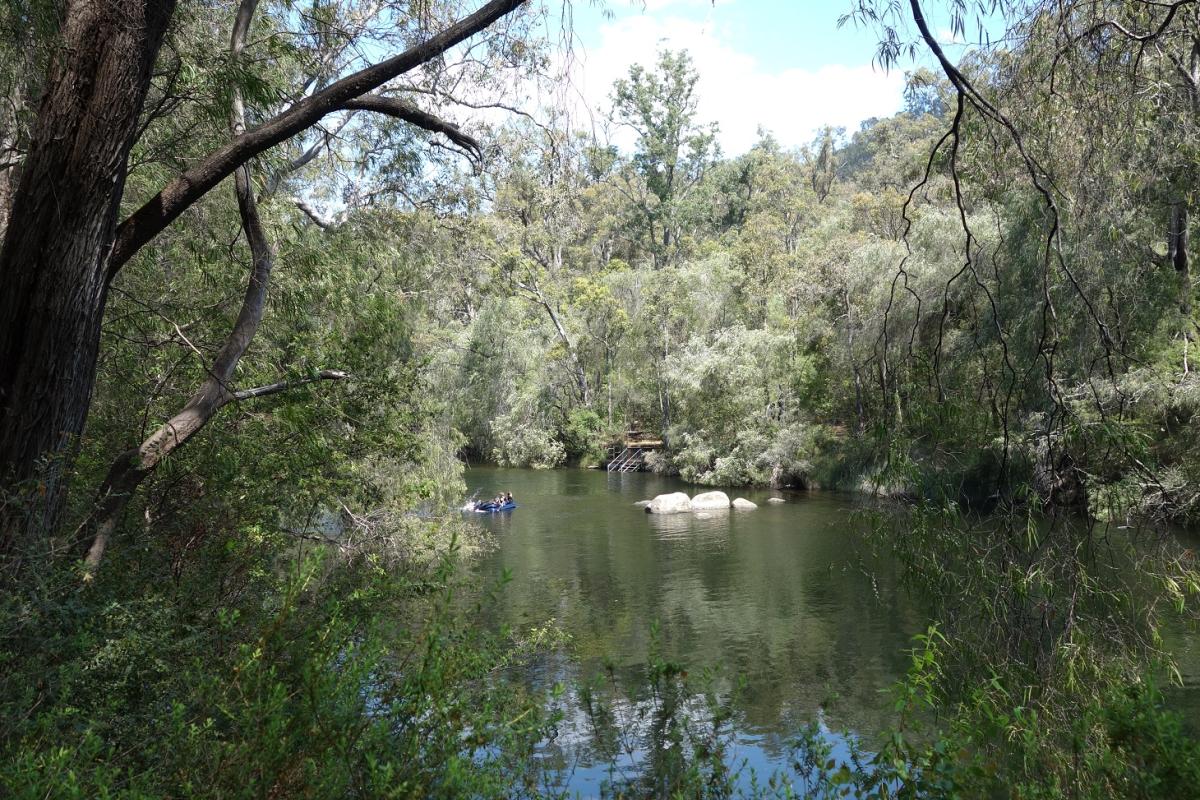 still pool of water surrounded by forest